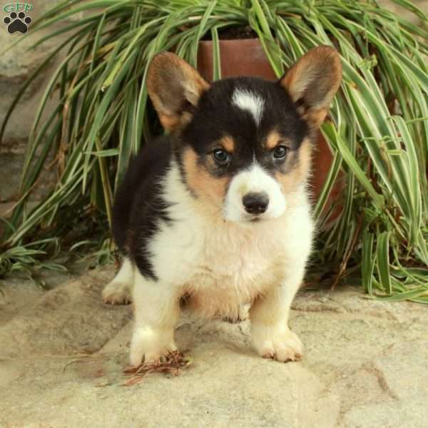 Valentine, Pembroke Welsh Corgi Puppy