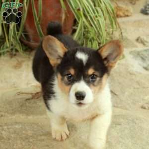 Valentine, Pembroke Welsh Corgi Puppy