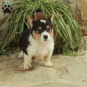 Valentine, Pembroke Welsh Corgi Puppy