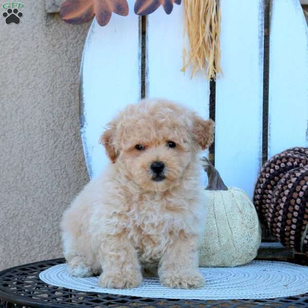 Valor, Bich-Poo Puppy
