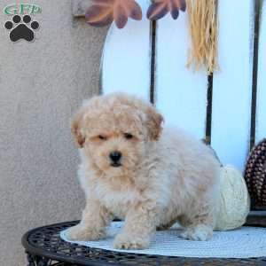 Valor, Bich-Poo Puppy