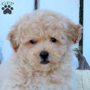 Valor, Bich-Poo Puppy