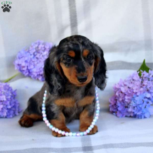 Vanessa-Mini, Dachshund Puppy