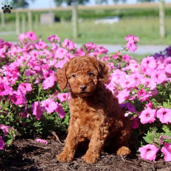 Vanessa, Toy Poodle Puppy