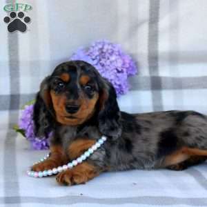 Vanessa-Mini, Dachshund Puppy