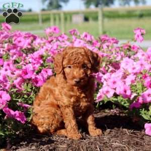 Vanessa, Toy Poodle Puppy