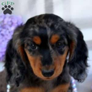 Vanessa-Mini, Dachshund Puppy