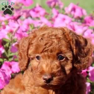 Vanessa, Toy Poodle Puppy