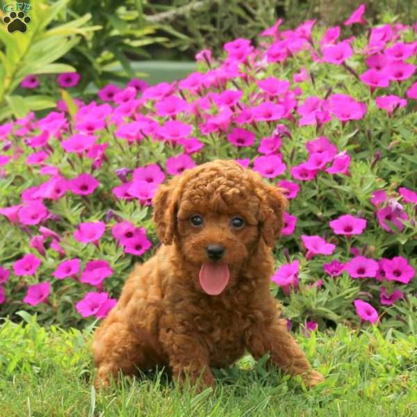 Vaughn, Miniature Poodle Puppy