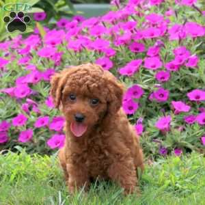 Vaughn, Miniature Poodle Puppy