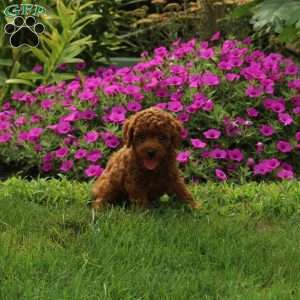 Vaughn, Miniature Poodle Puppy