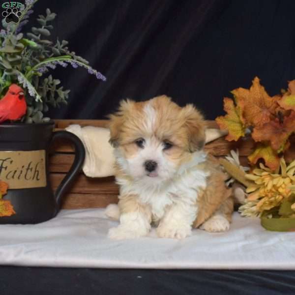 Velvet, Teddy Bear Puppy