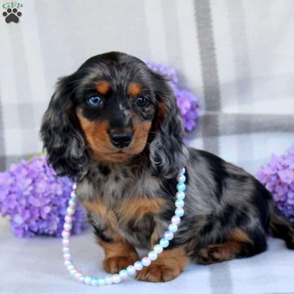 Vera-Mini, Dachshund Puppy