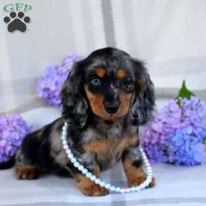 Vera-Mini, Dachshund Puppy