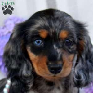 Vera-Mini, Dachshund Puppy