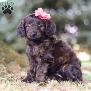 Verona, Dachshund Mix Puppy