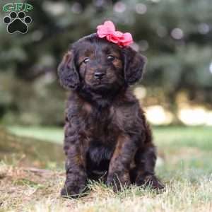 Verona, Dachshund Mix Puppy