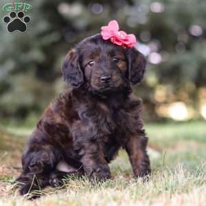 Verona, Dachshund Mix Puppy