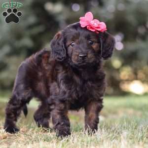 Verona, Dachshund Mix Puppy
