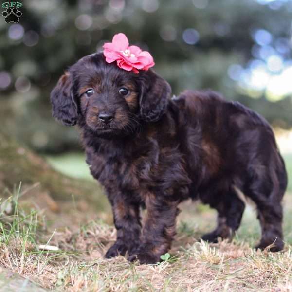 Verona, Dachshund Mix Puppy