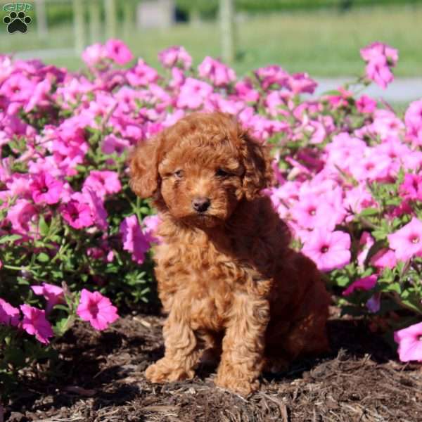 Victor, Toy Poodle Puppy