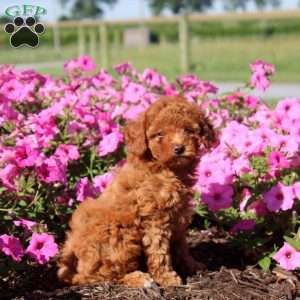 Victor, Toy Poodle Puppy