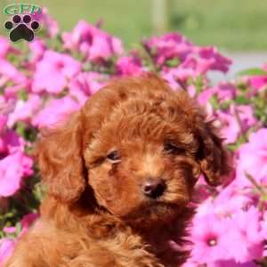 Victor, Toy Poodle Puppy