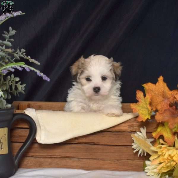 Victoria, Teddy Bear Puppy