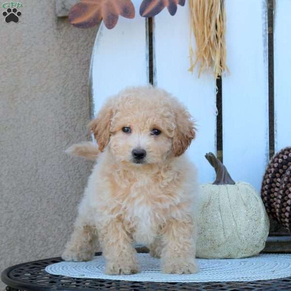 Victoria, Bich-Poo Puppy