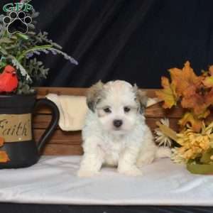 Victoria, Teddy Bear Puppy