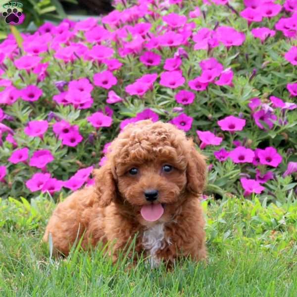 Vince, Miniature Poodle Puppy