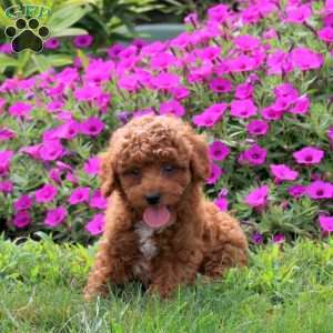 Vince, Miniature Poodle Puppy