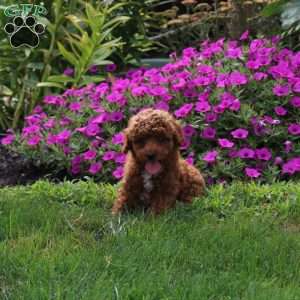 Vince, Miniature Poodle Puppy
