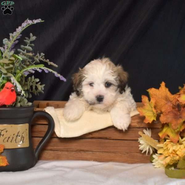 Vinny, Teddy Bear Puppy