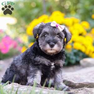 Violet, Miniature Schnauzer Puppy