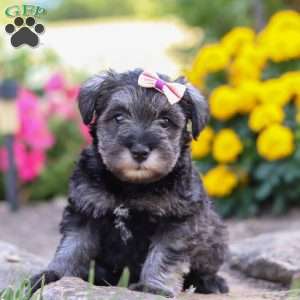 Violet, Miniature Schnauzer Puppy