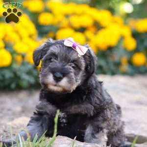 Violet, Miniature Schnauzer Puppy
