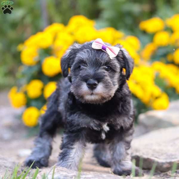 Violet, Miniature Schnauzer Puppy