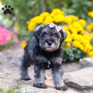 Violet, Miniature Schnauzer Puppy
