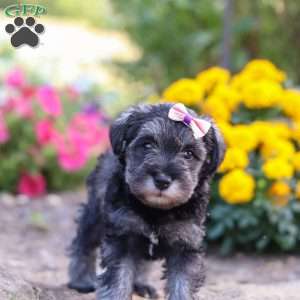 Violet, Miniature Schnauzer Puppy
