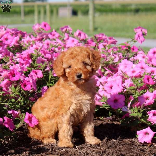 Violet, Toy Poodle Puppy