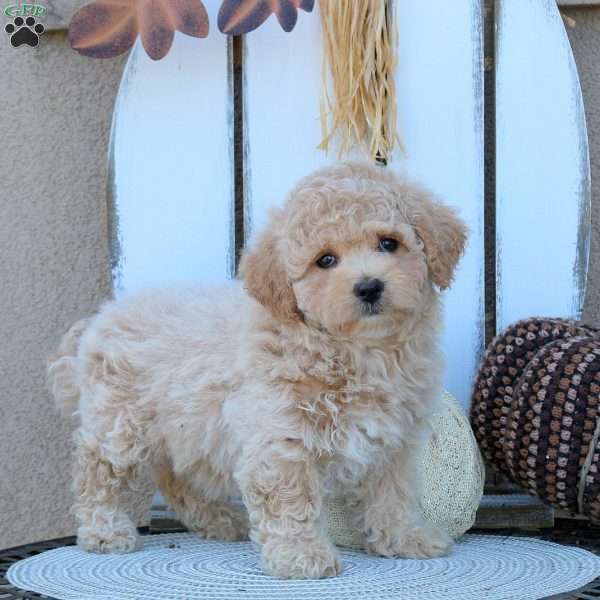 Violet, Bich-Poo Puppy