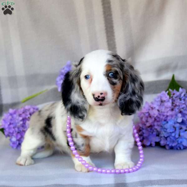 Violet-Mini, Dachshund Puppy