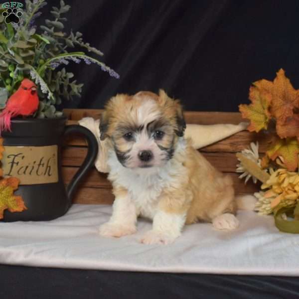Violet, Teddy Bear Puppy