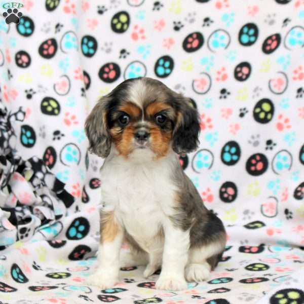 Violet, Cavalier King Charles Spaniel Puppy