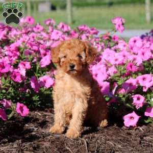 Violet, Toy Poodle Puppy