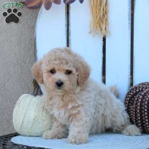 Violet, Bich-Poo Puppy