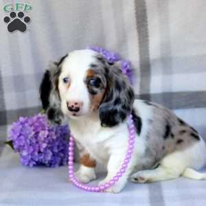 Violet-Mini, Dachshund Puppy