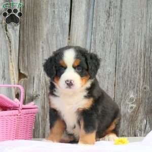Violet, Bernese Mountain Dog Puppy