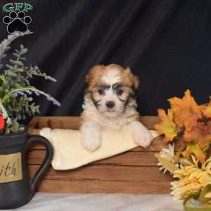Violet, Teddy Bear Puppy